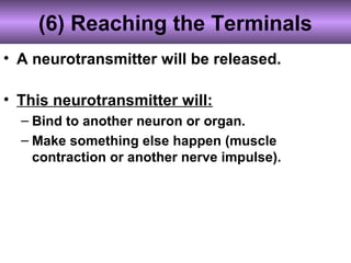 (6) Reaching the Terminals
• A neurotransmitter will be released.
• This neurotransmitter will:
– Bind to another neuron or organ.
– Make something else happen (muscle
contraction or another nerve impulse).
 