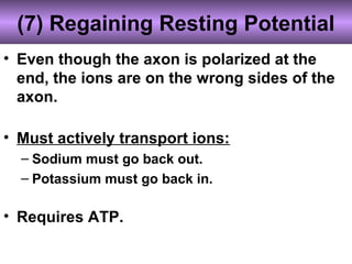 (7) Regaining Resting Potential
• Even though the axon is polarized at the
end, the ions are on the wrong sides of the
axon.
• Must actively transport ions:
– Sodium must go back out.
– Potassium must go back in.
• Requires ATP.
 