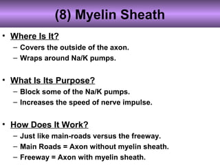 (8) Myelin Sheath
• Where Is It?
– Covers the outside of the axon.
– Wraps around Na/K pumps.
• What Is Its Purpose?
– Block some of the Na/K pumps.
– Increases the speed of nerve impulse.
• How Does It Work?
– Just like main-roads versus the freeway.
– Main Roads = Axon without myelin sheath.
– Freeway = Axon with myelin sheath.
 