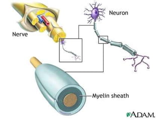 Anatomy unit 2 nervous system nerve impulse notes