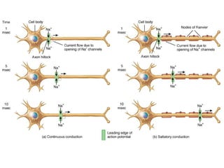 Anatomy unit 2 nervous system nerve impulse notes