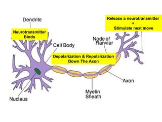 Neurotransmitter
Binds
Depolarization & Repolarization
Down The Axon
Release a neurotransmitter
+
Stimulate next move
 