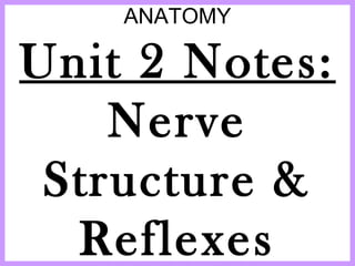 ANATOMY
Unit 2 Notes:
Nerve
Structure &
Reflexes
 