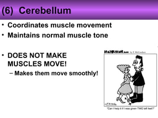 (6) Cerebellum
• Coordinates muscle movement
• Maintains normal muscle tone
• DOES NOT MAKE
MUSCLES MOVE!
– Makes them move smoothly!