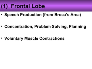 (1) Frontal Lobe
• Speech Production (from Broca’s Area)
• Concentration, Problem Solving, Planning
• Voluntary Muscle Contractions