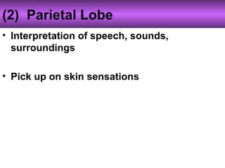 (2) Parietal Lobe
• Interpretation of speech, sounds,
surroundings
• Pick up on skin sensations
 