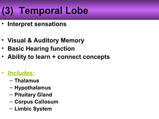 (3) Temporal Lobe
• Interpret sensations
• Visual & Auditory Memory
• Basic Hearing function
• Ability to learn + connect concepts
• Includes:
– Thalamus
– Hypothalamus
– Pituitary Gland
– Corpus Callosum
– Limbic System
