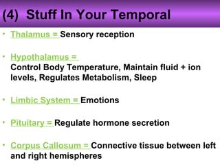 (4) Stuff In Your Temporal
• Thalamus = Sensory reception
• Hypothalamus =
Control Body Temperature, Maintain fluid + ion
levels, Regulates Metabolism, Sleep
• Limbic System = Emotions
• Pituitary = Regulate hormone secretion
• Corpus Callosum = Connective tissue between left
and right hemispheres
 