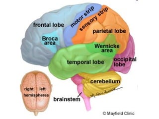 Anatomy unit 2 nervous system the brain notes | PPT