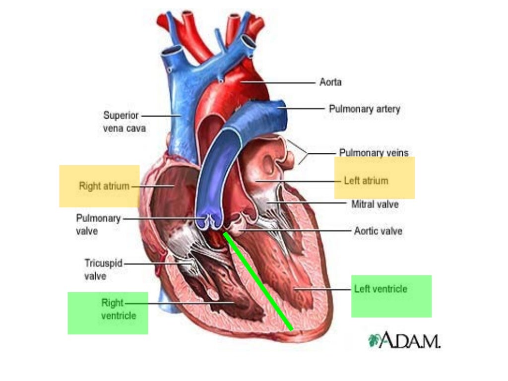 Anatomy unit 3 cardio and respiratory systems heart anatomy notes