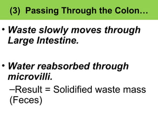 (3) Passing Through the Colon… 
• Waste slowly moves through 
Large Intestine. 
• Water reabsorbed through 
microvilli. 
–Result = Solidified waste mass 
(Feces) 
 