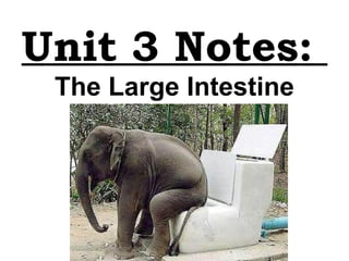 Unit 3 Notes: 
The Large Intestine 
 