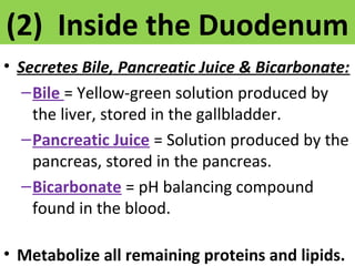 (2) Inside the Duodenum 
• Secretes Bile, Pancreatic Juice & Bicarbonate: 
–Bile = Yellow-green solution produced by 
the liver, stored in the gallbladder. 
–Pancreatic Juice = Solution produced by the 
pancreas, stored in the pancreas. 
–Bicarbonate = pH balancing compound 
found in the blood. 
• Metabolize all remaining proteins and lipids. 
 