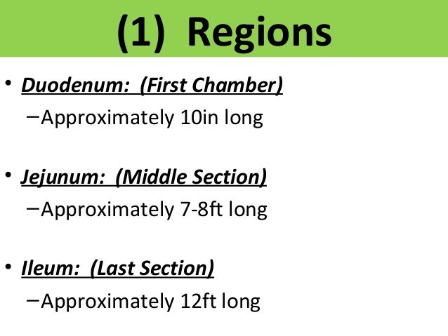 Anatomy small intestine image