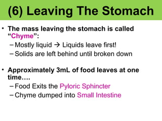 Anatomy Unit 3 Notes: The Stomach | PPT