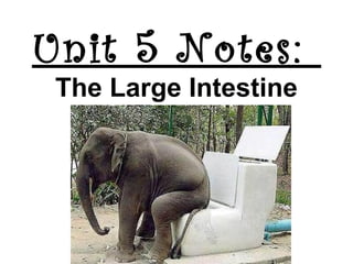 Unit 5 Notes:
The Large Intestine

 