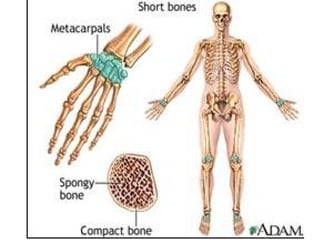 Conversion Skeleton Anatomy Unit 4 Notes: Bone Types, Function, The Skeleton | PPT