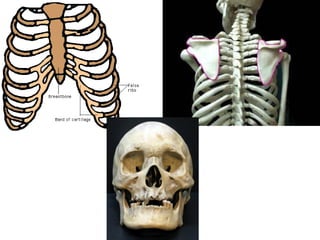 Conversion Skeleton Anatomy Unit 4 Notes: Bone Types, Function, The Skeleton | PPT