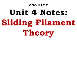 ANATOMY 
Unit 4 Notes: 
Sliding Filament 
Theory 
 