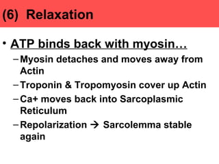 Anatomy Unit 4 Notes: The Sliding Filament Theory | PPT