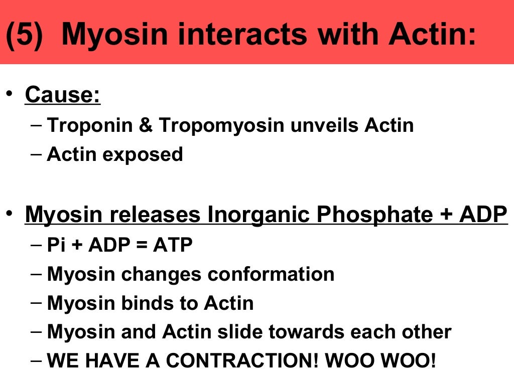 anatomy-unit-4-notes-the-sliding-filament-theory