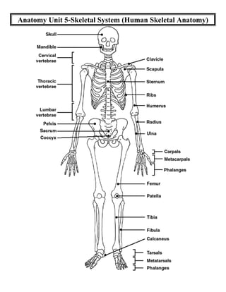 Anatomy Unit 5-Skeletal System (Human Skeletal Anatomy)

 