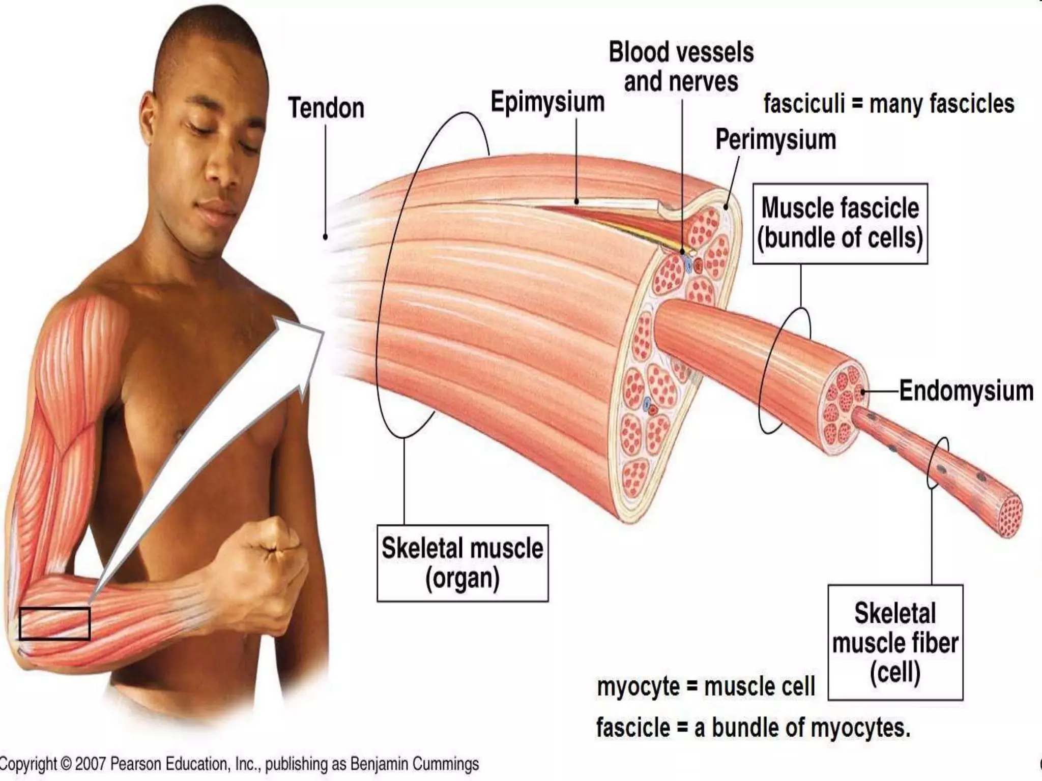 Mu Muscle System Anatomy unit 5 skeletal and muscular systems muscle types notes | PPT ...
