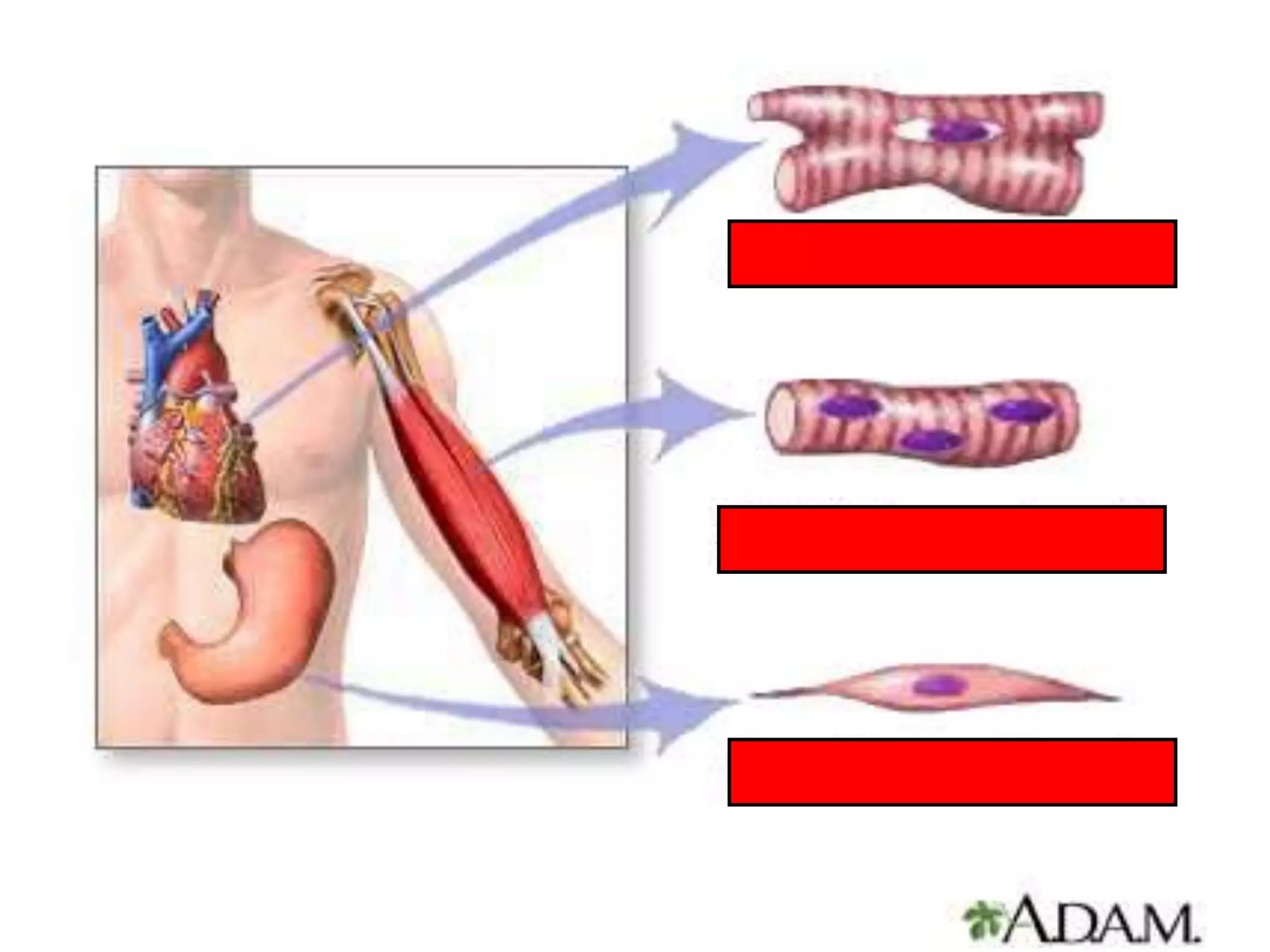 Anatomy unit 5 skeletal and muscular systems muscle types notes | PPT ...
