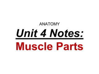 ANATOMY
Unit 4 Notes:
Muscle Parts
 