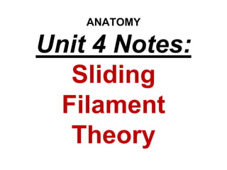 ANATOMY
Unit 4 Notes:
Sliding
Filament
Theory
 