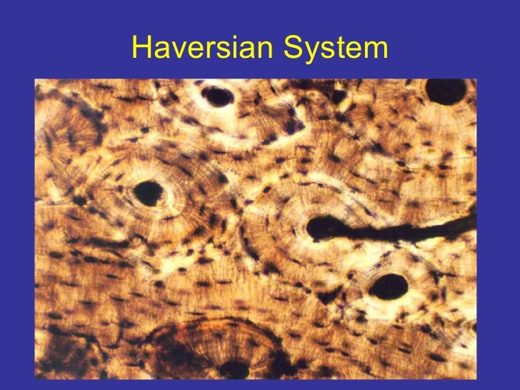 Anatomy unit 7 physiology of the skeletal system