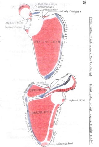 Anatomy of the Upper Limb by Sameh Doss.pdf