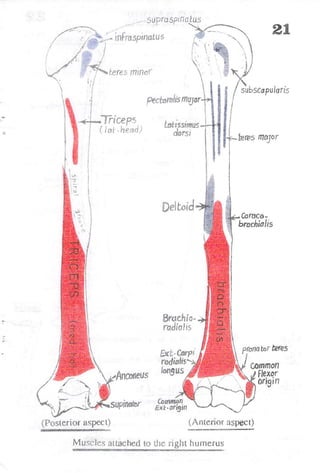 Anatomy of the Upper Limb by Sameh Doss.pdf