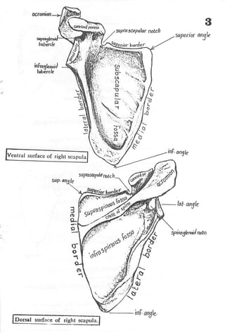 Anatomy of the Upper Limb by Sameh Doss.pdf