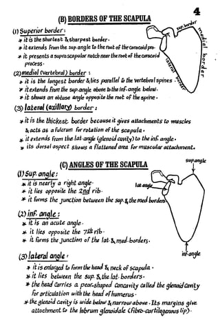 Anatomy of the Upper Limb by Sameh Doss.pdf