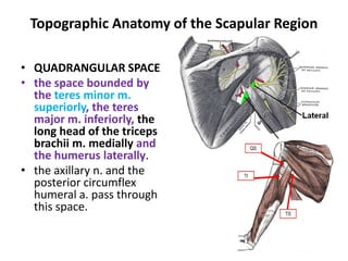 https://image.slidesharecdn.com/anatomyupperlimbscapulohumeral24112010-101125122919-phpapp02/85/anatomy-upper-limb-scapulohumeral-24112010-40-320.jpg?cb=1666718661