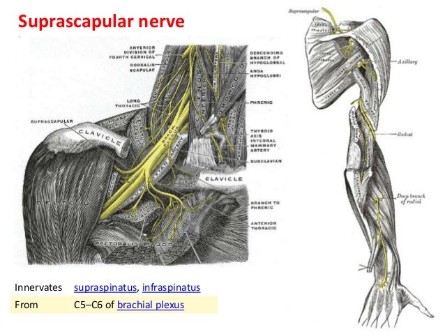 Anatomy upper limb scapulohumeral 24112010