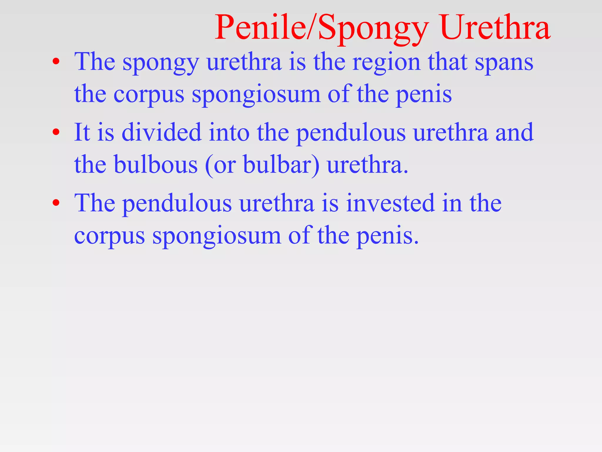 Anatomy Urethra.pptx