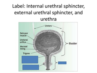 Label: Internal urethral sphincter, external urethral sphincter, and urethra
