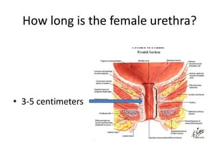 How long is the female urethra?3-5 centimeters