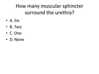 How many muscular sphincter surround the urethra?A. SixB. TwoC. OneD. None