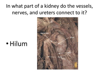 In what part of a kidney do the vessels, nerves, and ureters connect to it?Hilum