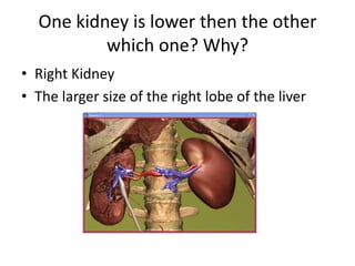 One kidney is lower then the other which one? Why?Right KidneyThe larger size of the right lobe of the liver