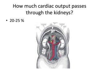 How much cardiac output passes through the kidneys?20-25 %