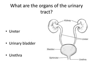 What are the organs of the urinary tract?UreterUrinary bladderUrethra