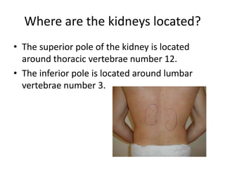 Where are the kidneys located?The superior pole of the kidney is located around thoracic vertebrae number 12.The inferior pole is located around lumbar vertebrae number 3.