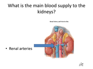 What is the main blood supply to the kidneys?Renal arteries