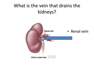 What is the vein that drains the kidneys?Renal vein 