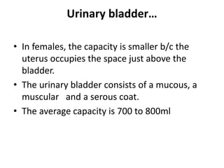 Capacious Bladder Anatomy Urinary System.ppt