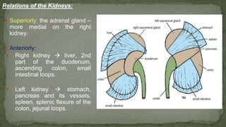 Relations of the Kidneys:
➢ Superiorly: the adrenal gland –
more medial on the right
kidney.
➢ Anteriorly:
▪ Right kidney  liver, 2nd
part of the duodenum,
ascending colon, small
intestinal loops.
▪ Left kidney  stomach,
pancreas and its vessels,
spleen, splenic flexure of the
colon, jejunal loops.
 